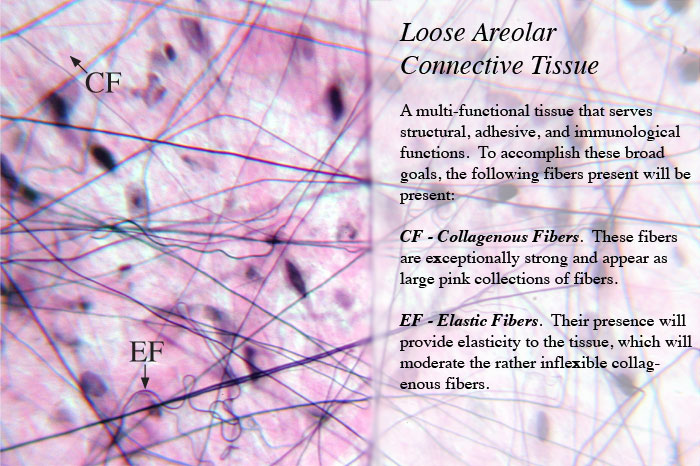 Loose Areolar Connective Tissue 4476